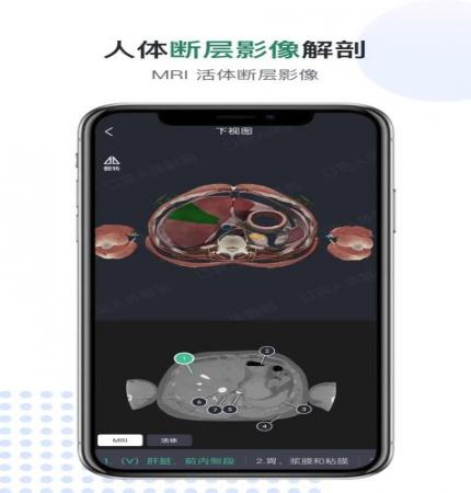 医用人体解剖(3)